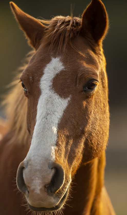 Gamme cheval Nutragile - soins naturels pour chevaux